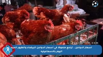 أسعار الدواجن.. تراجع ملحوظ في أسعار الدواجن البيضاء والطيور الحية اليوم بالإسماعيلية